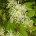 Neviusia alabamensis (2)